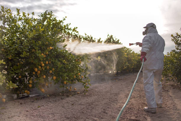 Best Pest Prevention Services  in Weber City, VA